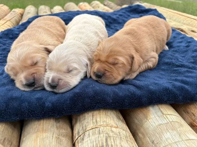 Golden retriever - com pedigree  - Foto 4