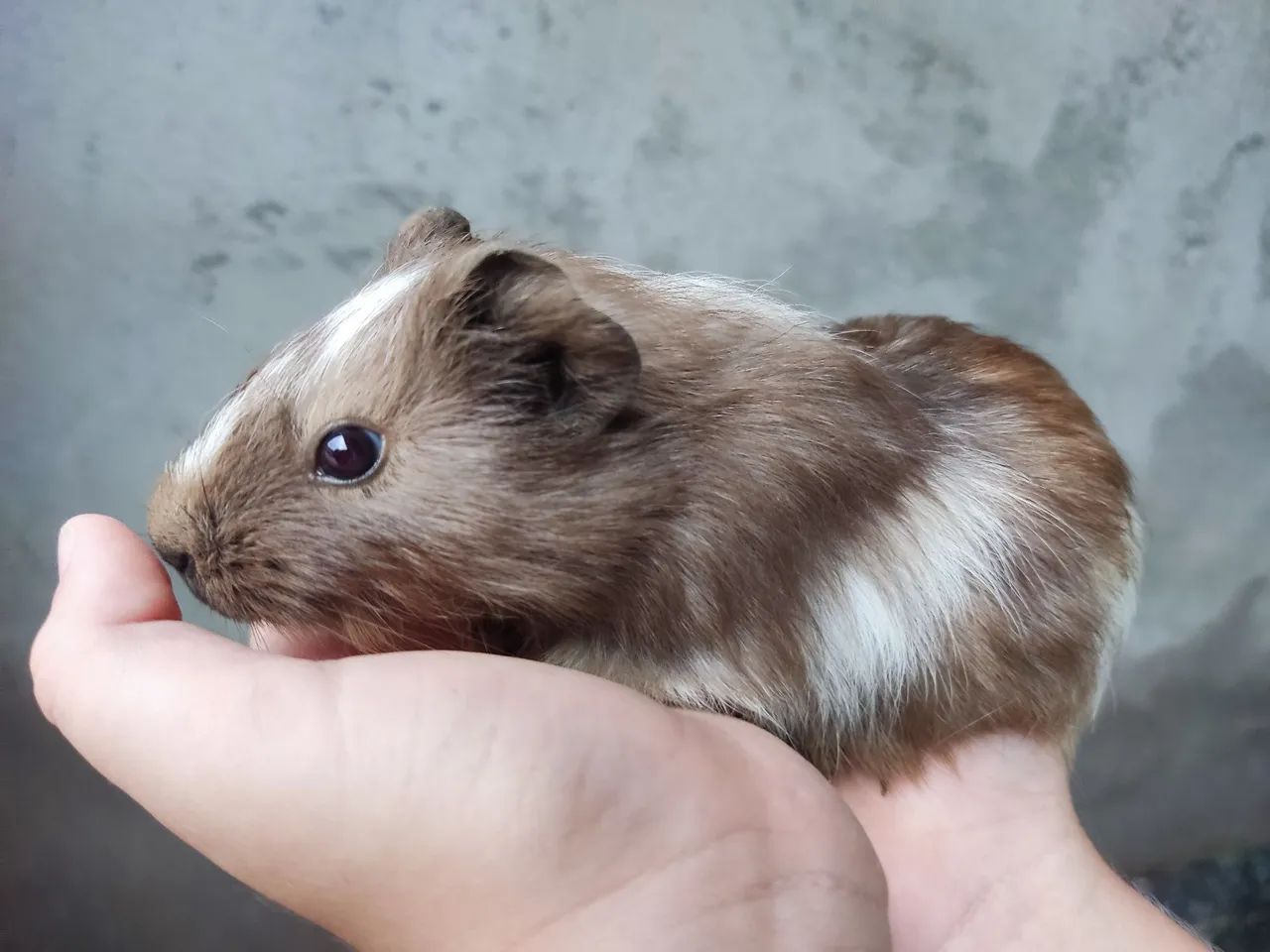 Porquinho Índia  - Foto 2