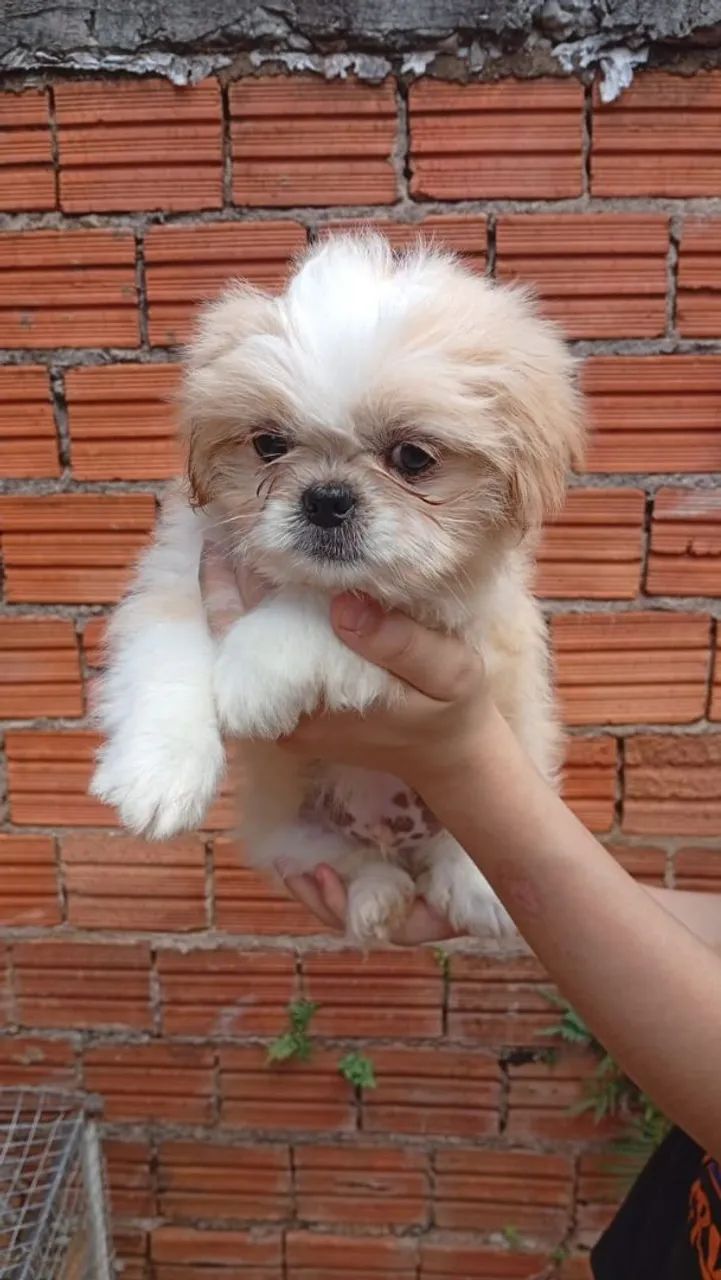 Filhotes de shihtzu micro - Foto 2