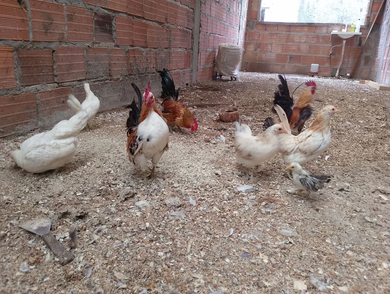 Serama o menor galo do mundo