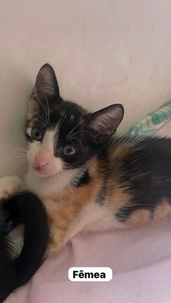 Gatinha fêmea para adoção 
