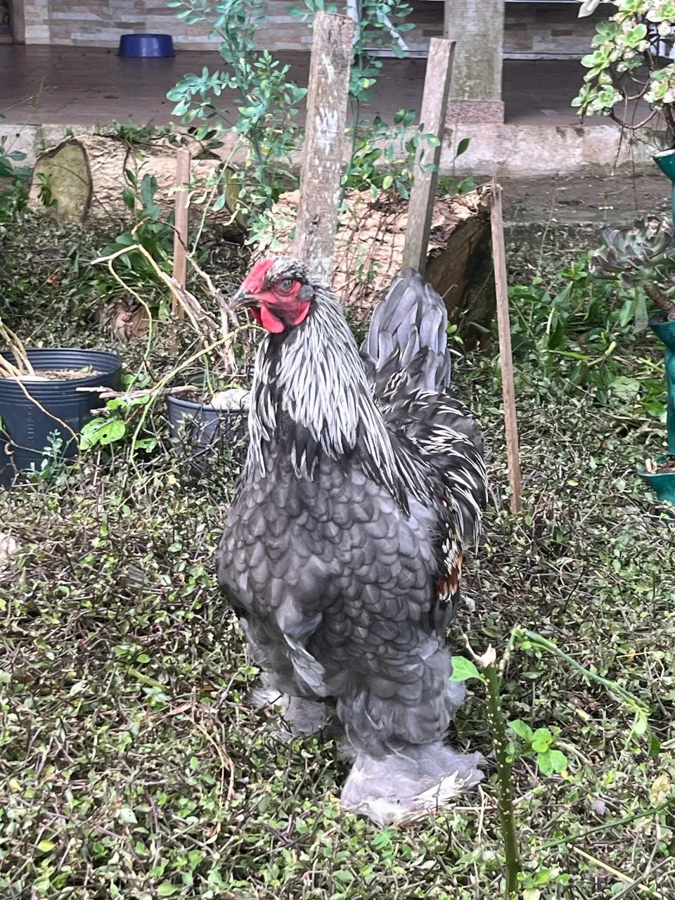 Galo Brahma Salmon azul  - Foto 2