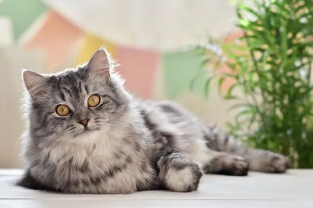 Gato Persa e Himalaio
