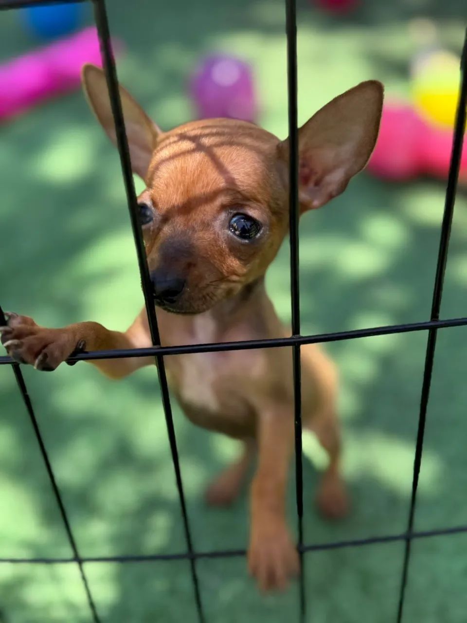 Pinscher Zero - Foto 5