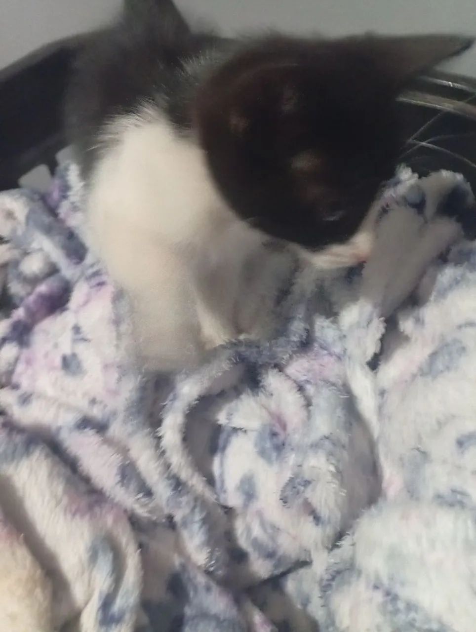 Doação de gatinha  - Foto 3