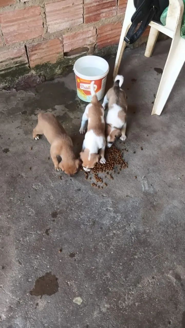 Doação de cachorros  - Foto 2