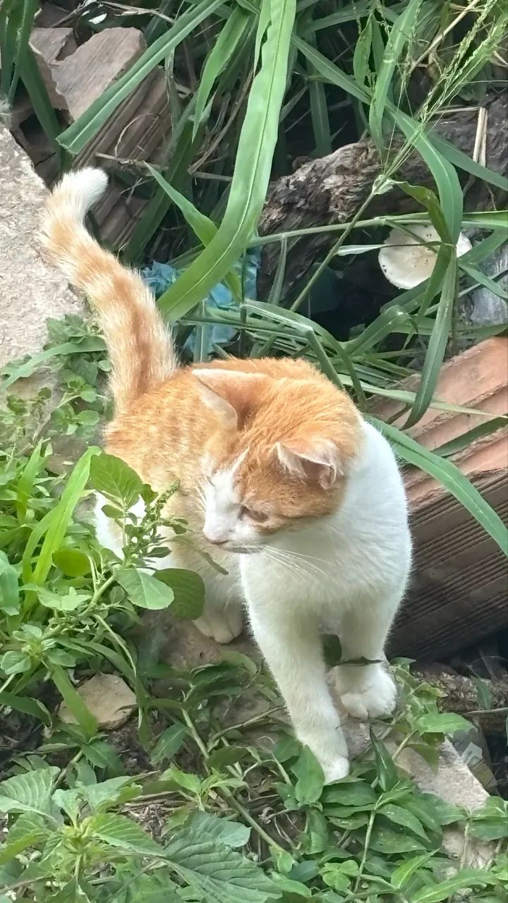 Doação 2 gatos  - Foto 2