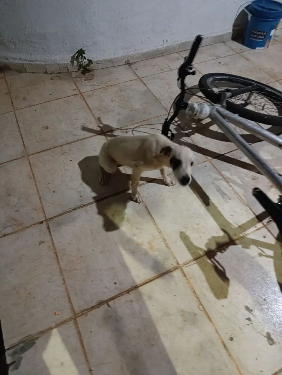 Adoção Consciente. - Foto 5