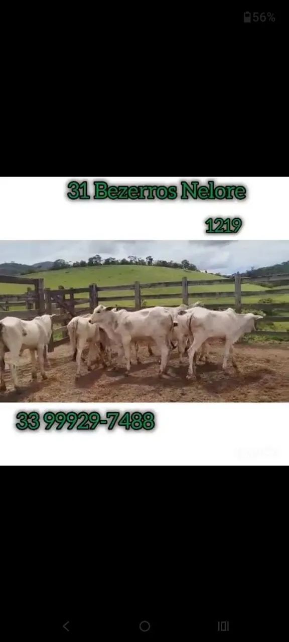 31 Bezerros Nelore  - Foto 3