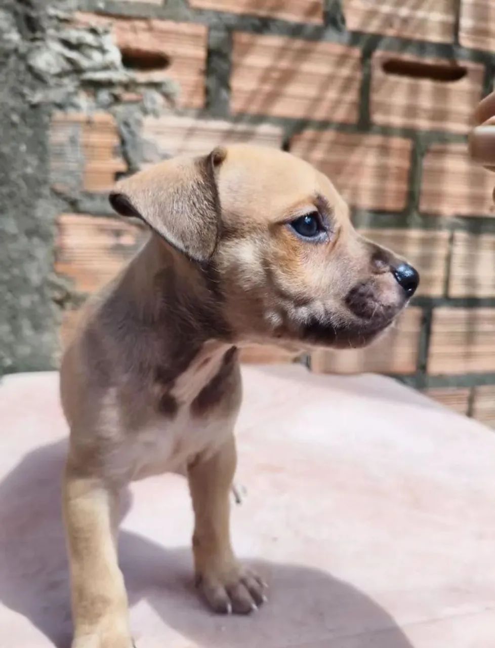 FILHOTES DE PITBUL DISPONÍVEIS  - Foto 3
