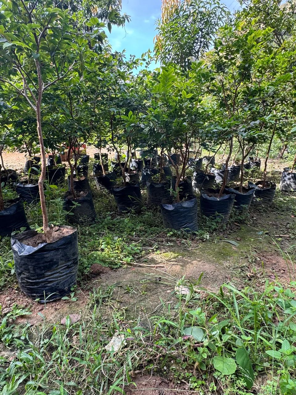 Jabuticaba mudas já produzindo