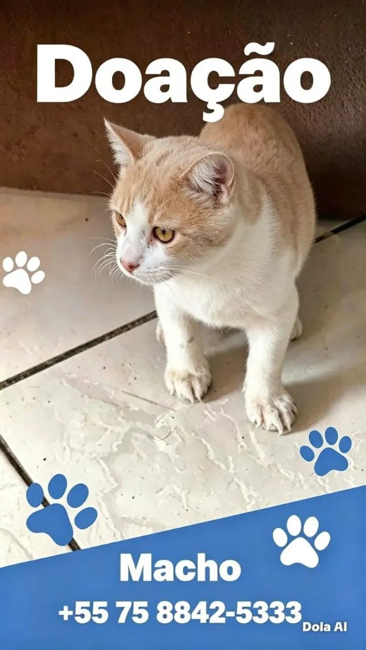 Gatinho para adoção