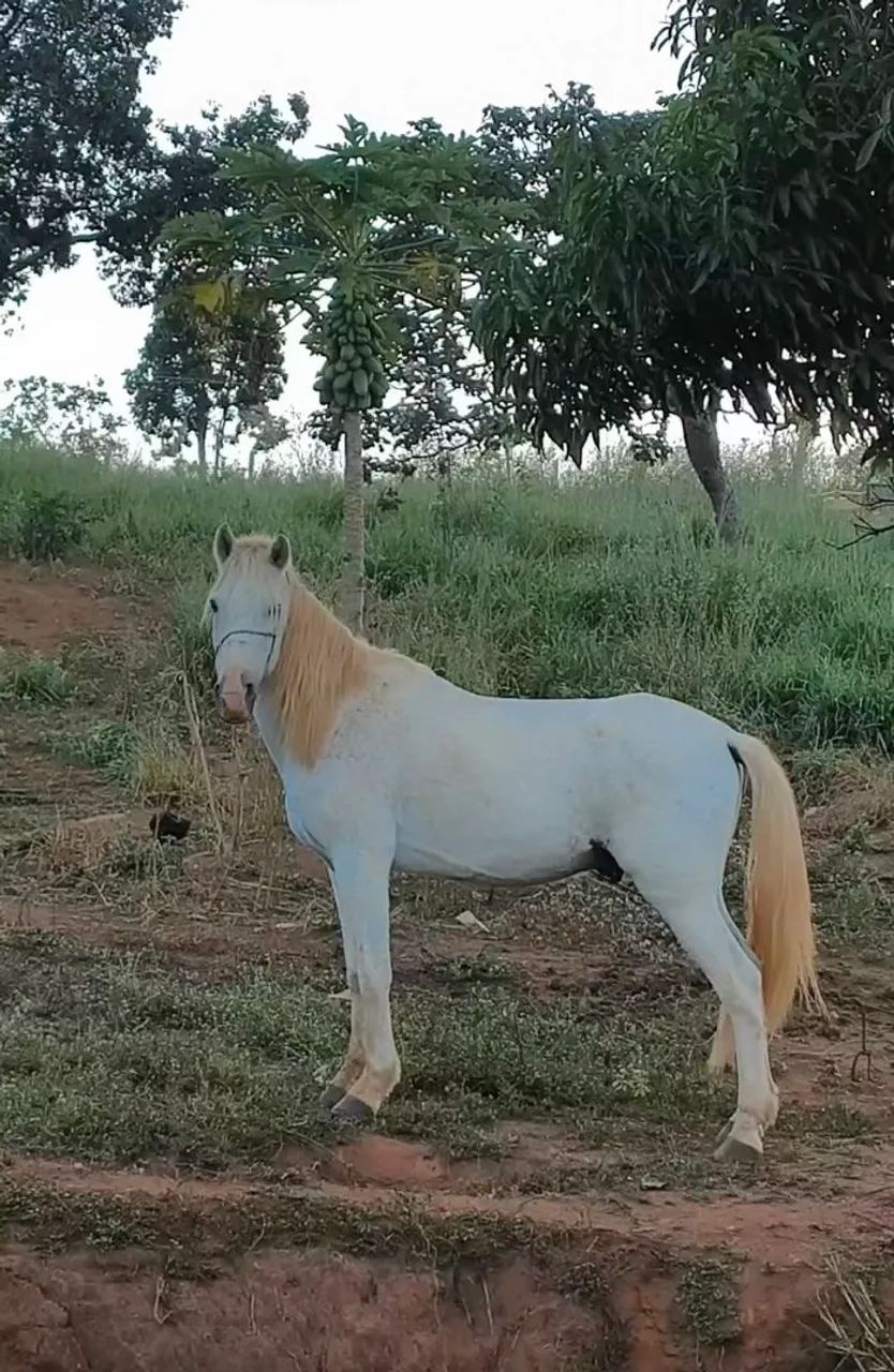 Cavalo Domado  - Foto 2
