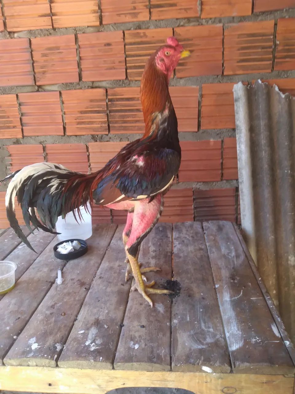 Vendo galos  - Foto 2