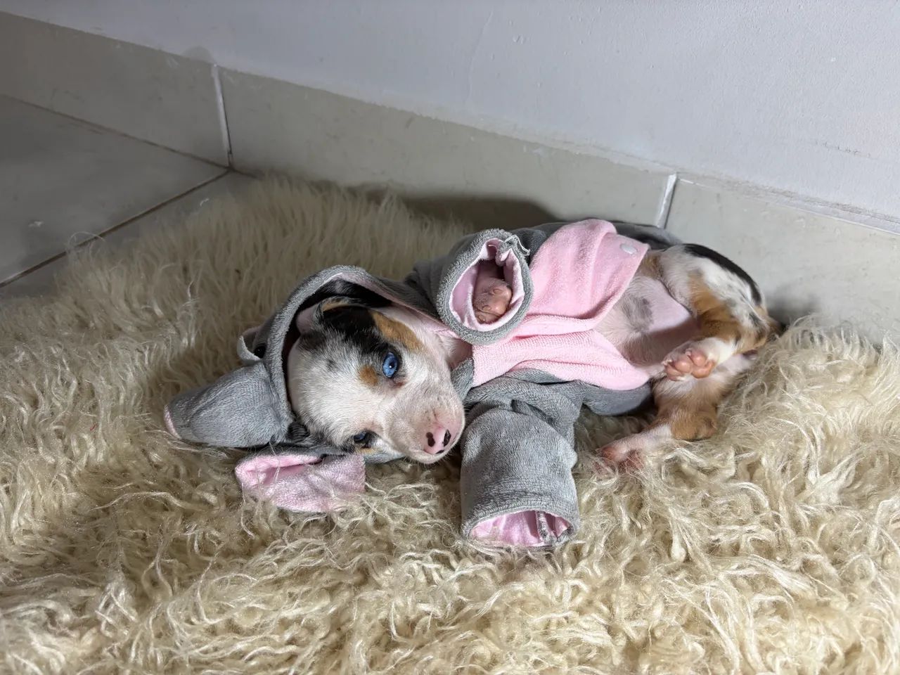 Cachorro - Foto 3