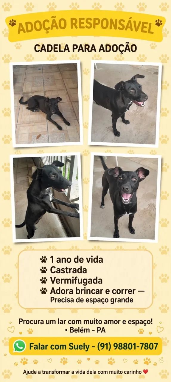 Adoção responsável  - Foto 2