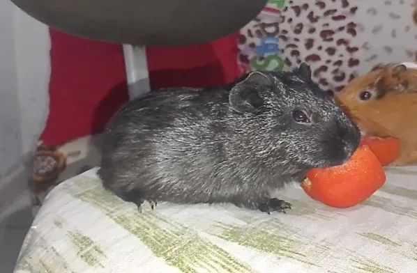 Porquinhos da índia machos de 6 meses - Foto 4
