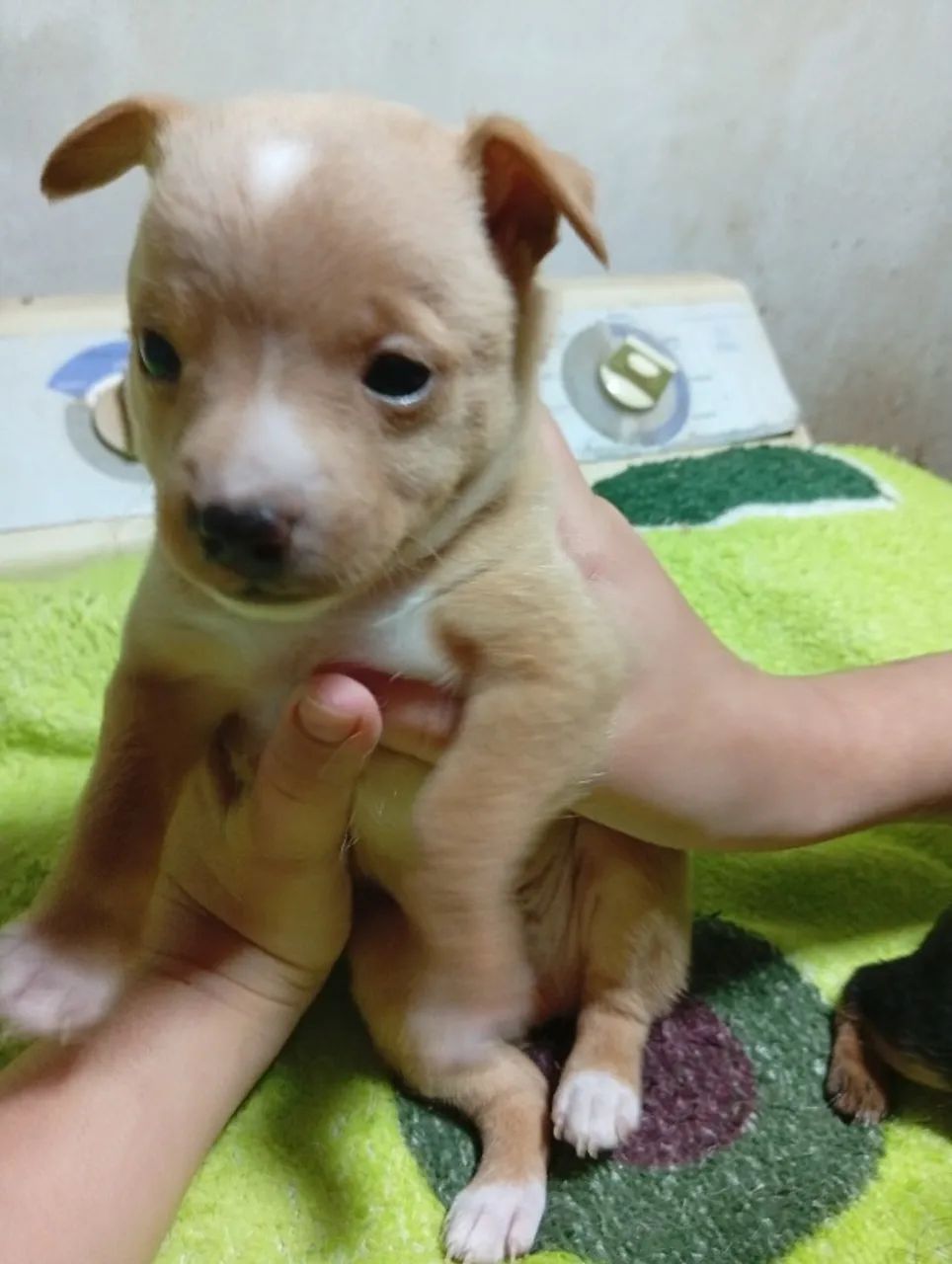 Cachorro macho Pincher. - Foto 4