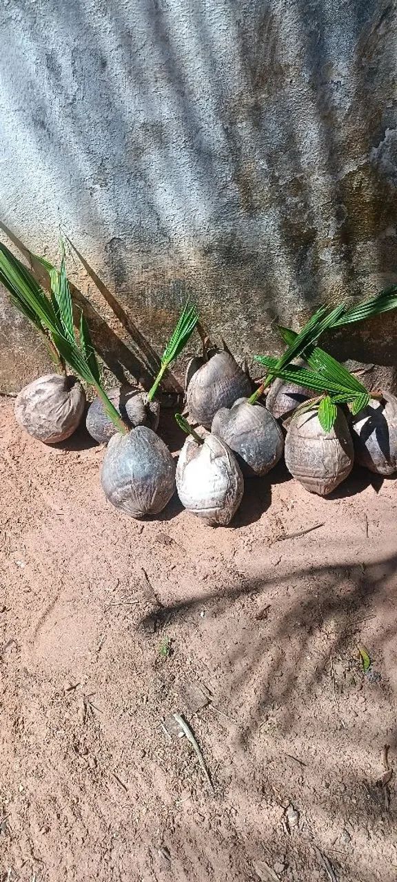 Mudas de Coqueiro Anão - Foto 2