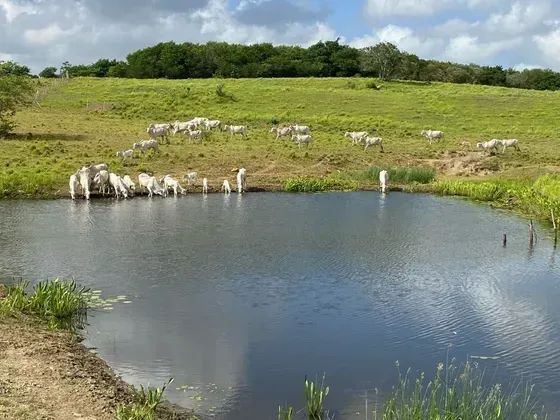 Granja com 20 hectares em Monte Alegre no distrito de comum cortada apelo rio e plantada - Foto 3