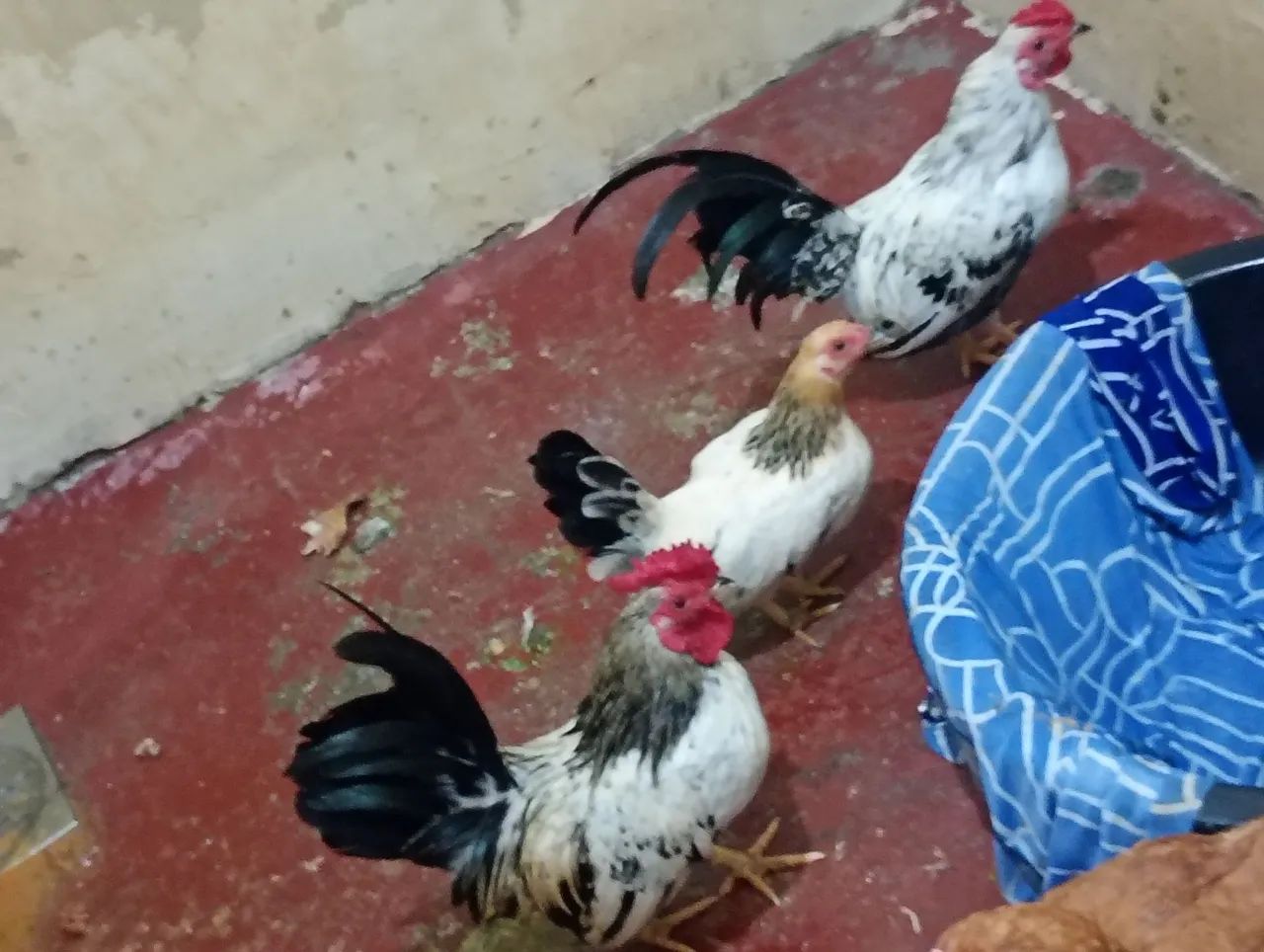 Frango casal - Foto 2