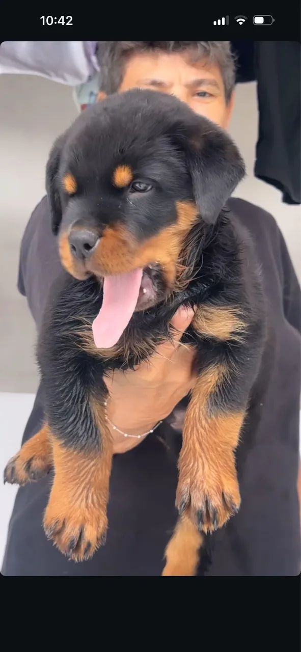 Rottweiler cabeça de Touro com pedigree  - Foto 2