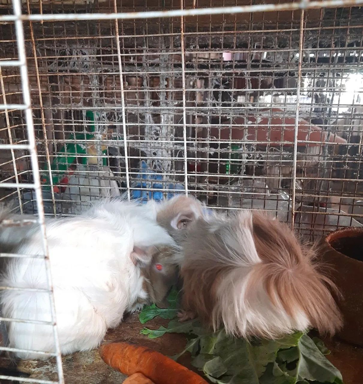 Vendo porquinho da Índia 