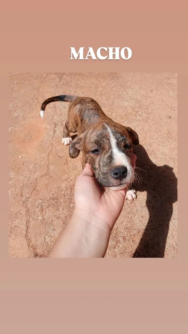 Filhotes de Pitbull  - Foto 4