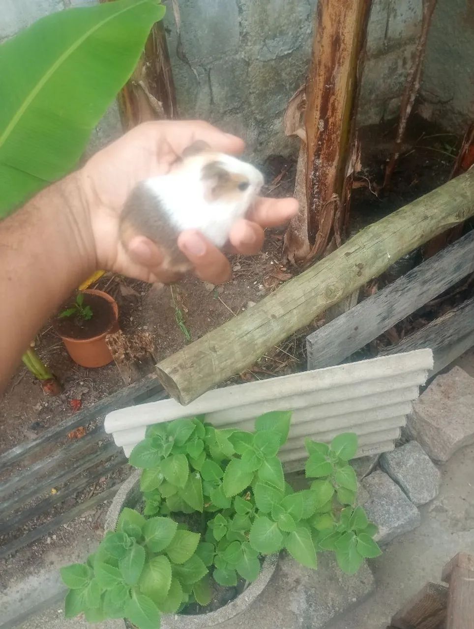 Porquinhos da índia filhotes  - Foto 2