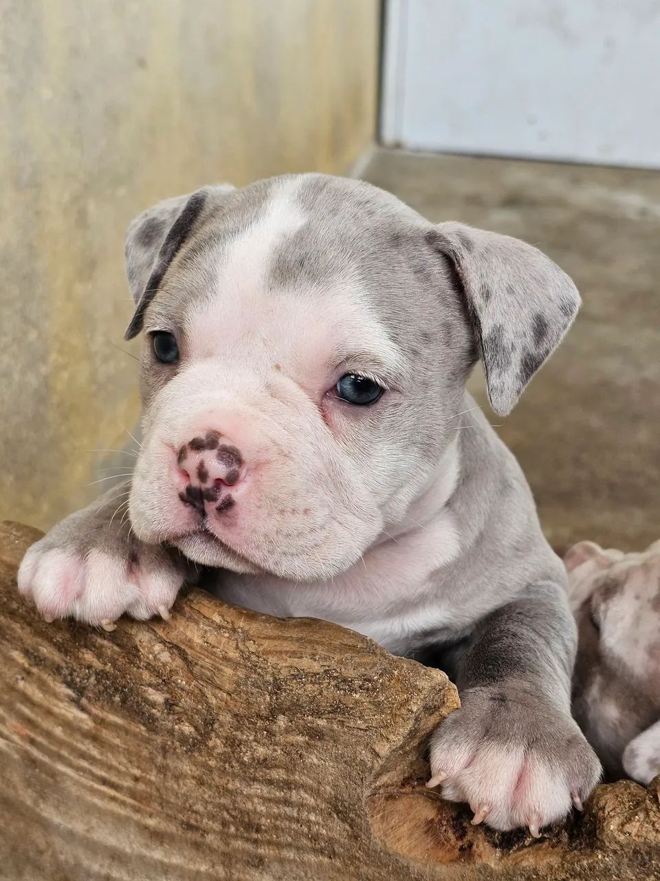Filhotes de American bully micro  - Foto 5