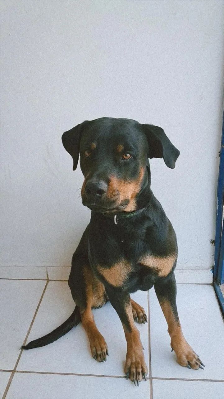 Adoção de Rottweiler  - Foto 3