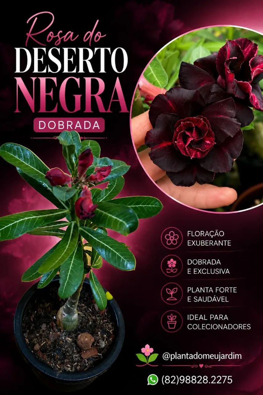 Rosas do deserto enxertadas simples e raras dobradas e triplas - Foto 5