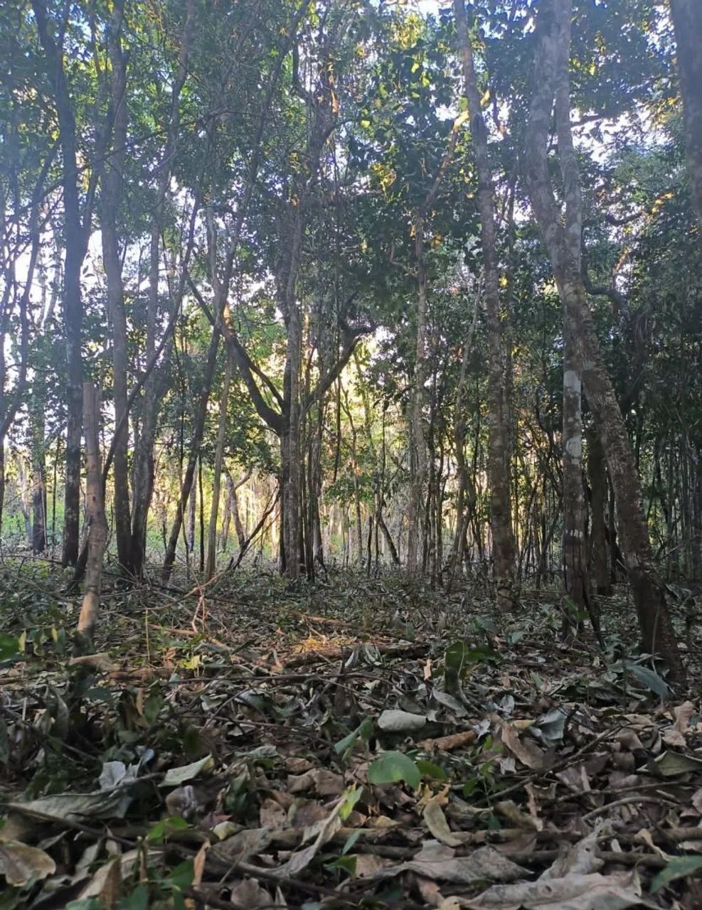 Foto - Pirenópolis - Área Rural de Pirenópolis