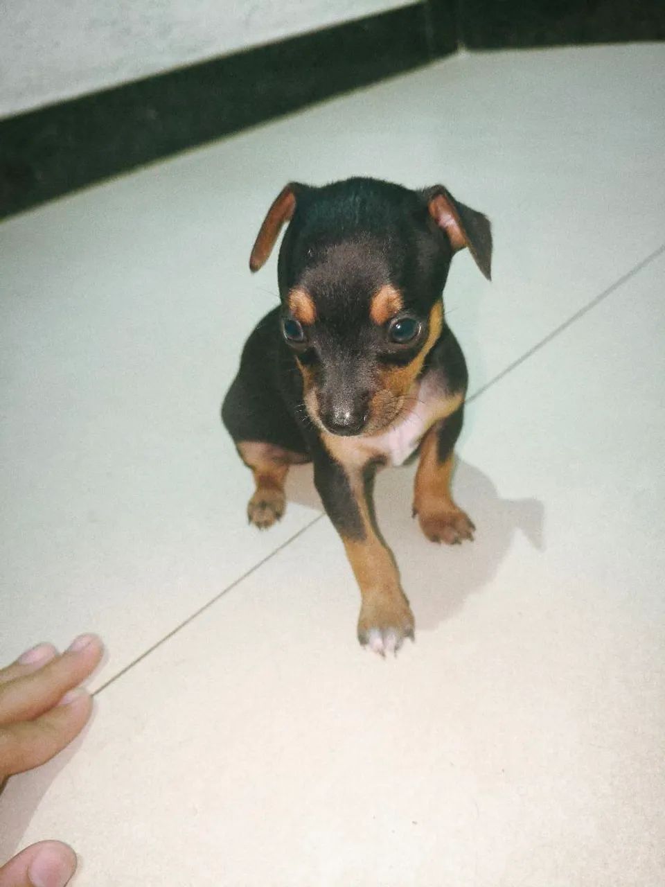 Pincher 1 macho
