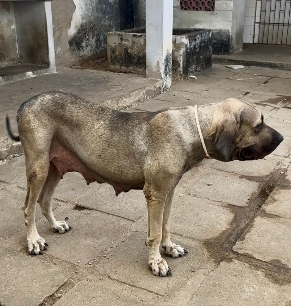 Fila Brasileiro - Foto 4