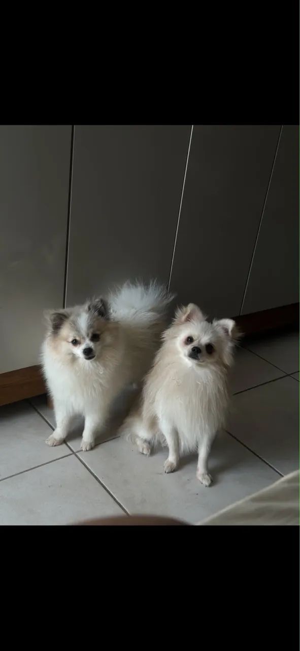 Vende se spitz alemão  - Foto 4