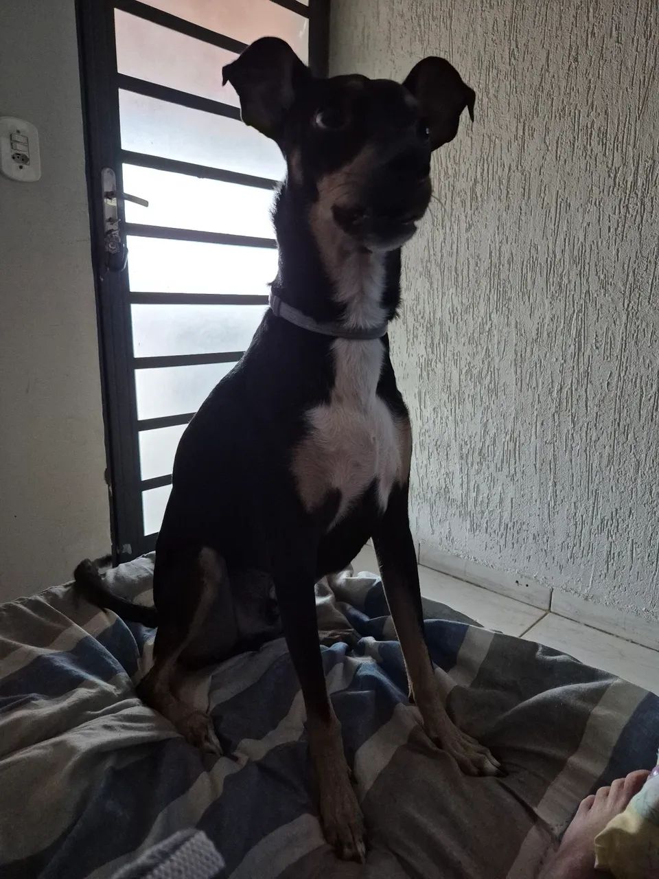 Doação de pet lindo! Zeca ? - Foto 4