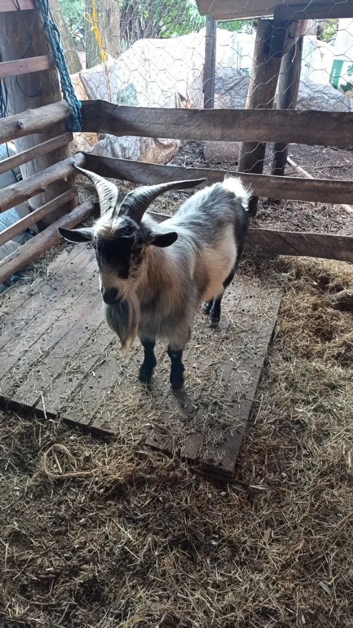 Mini Bode - Foto 4