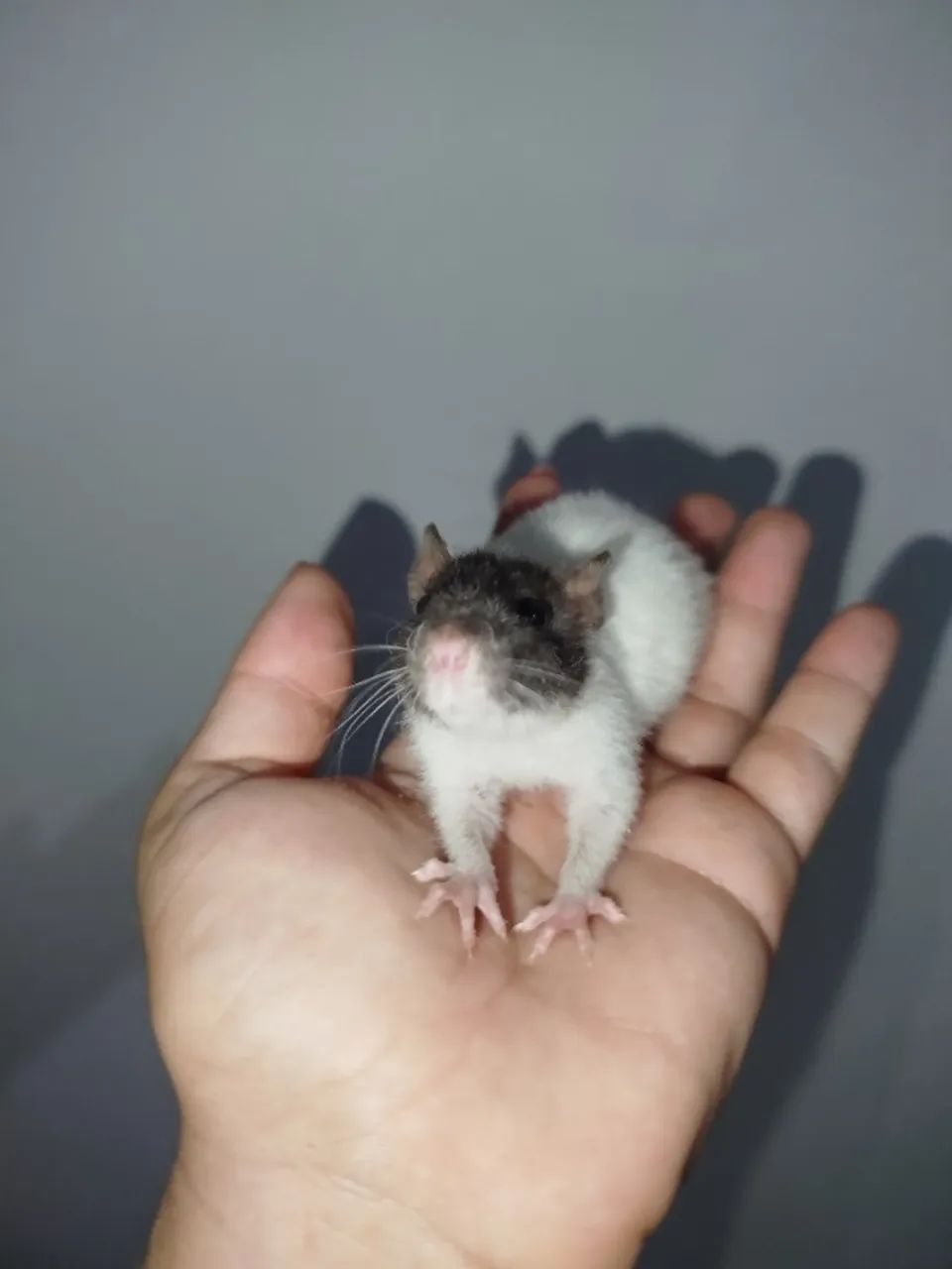 Rato Twister pet <3  - Foto 6