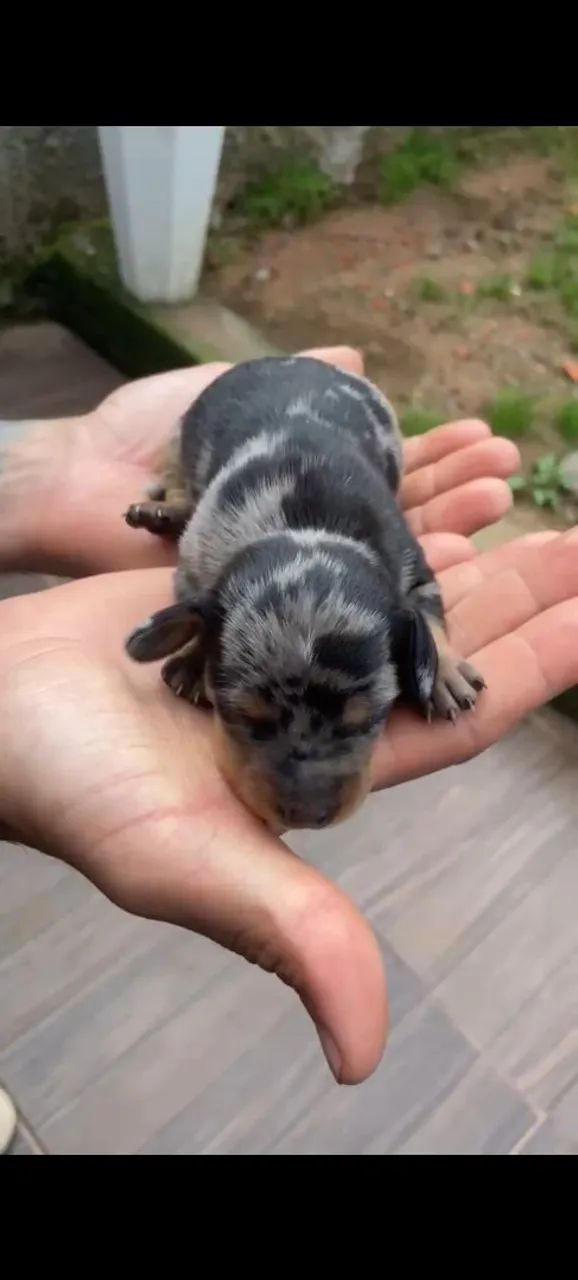 Dachshund  - Foto 3