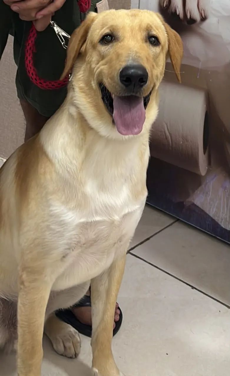 Doação de labrador - Foto 4