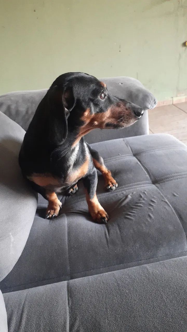 Vendo basset salsicha macho  - Foto 5