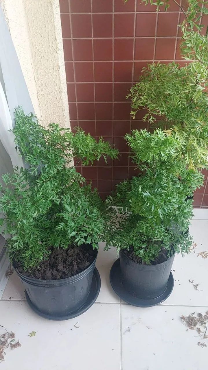 Plantas