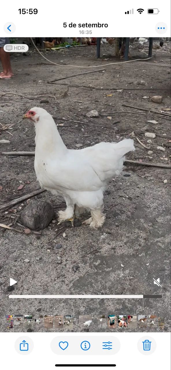Galinha Brahma - Foto 2