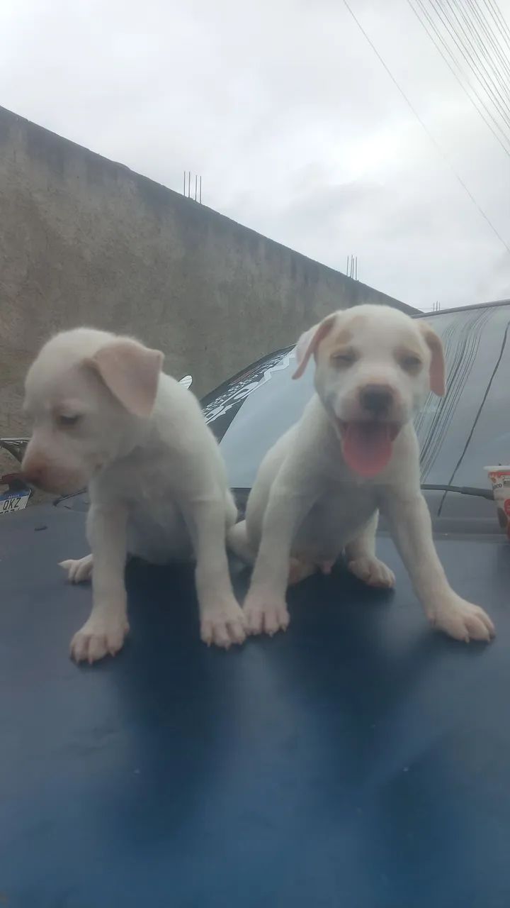 Cachorro 