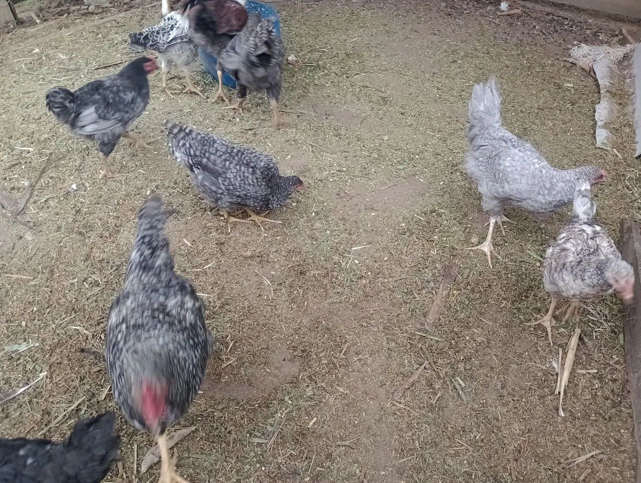 Frangos graúdos 
