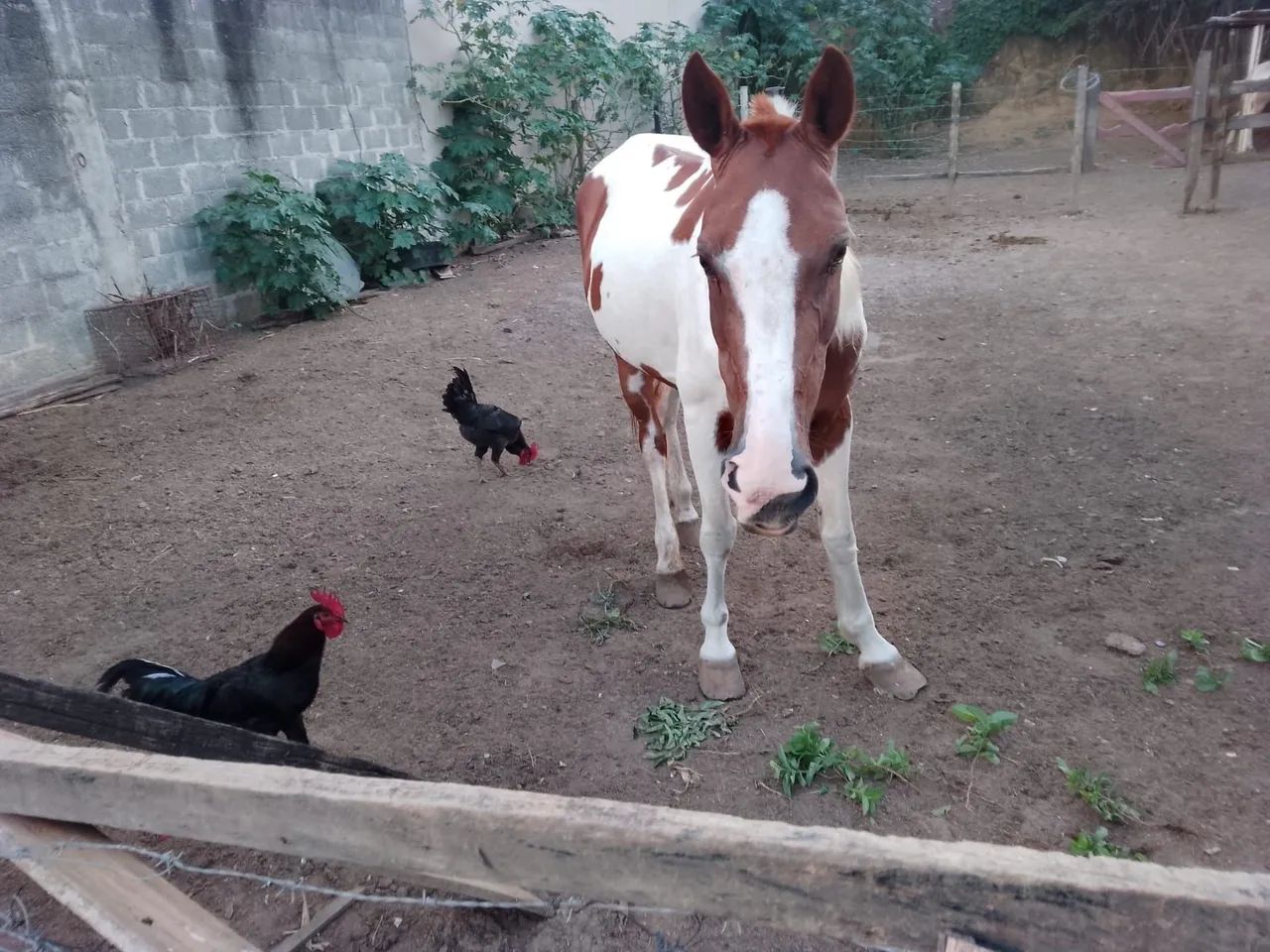 Égua Pampa - Foto 2