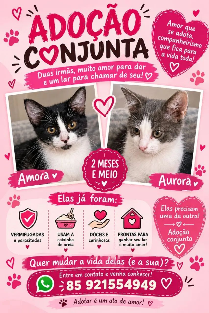 Gatinhas para adoção conjunta 