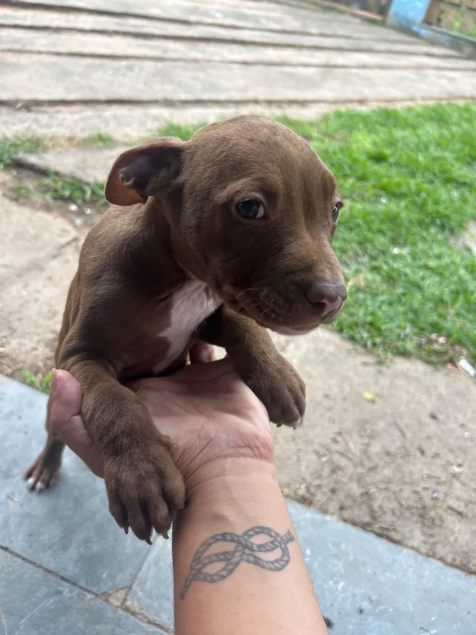 Pitbull  - Foto 2