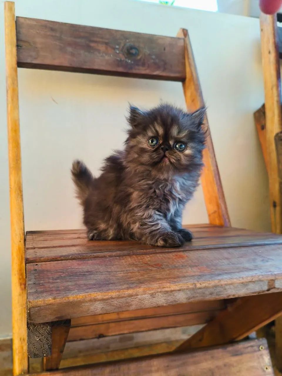 Persa TopShow - Fêmea Cor Black Smoked - Foto 4